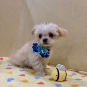 Alternative view of ミックス犬