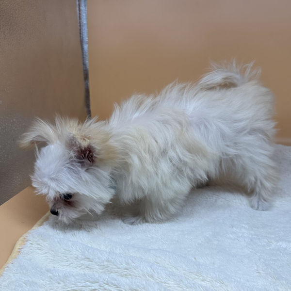 ミックス犬 - 画像 (4)