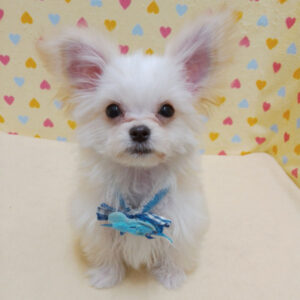 Alternative view of ミックス犬