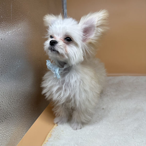 ミックス犬 - 画像 (5)