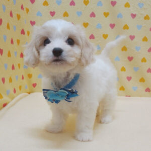 Alternative view of ミックス犬