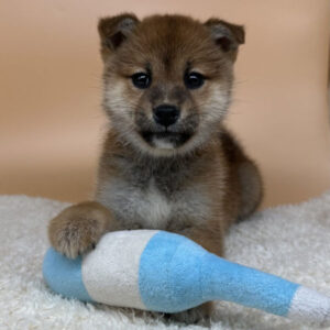 Alternative view of 柴