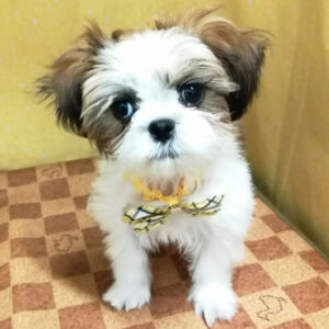 Alternative view of ミックス犬