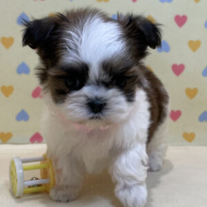 Alternative view of ミックス犬