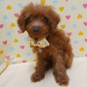 Alternative view of トイ・プードル