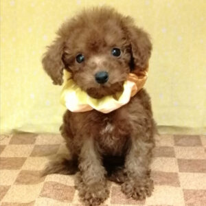 Alternative view of トイ・プードル