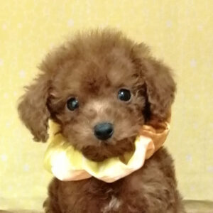 トイ・プードル