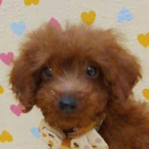 トイ・プードル