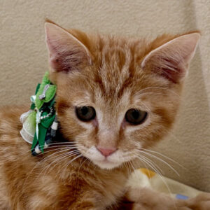 スコティッシュ・フォールド