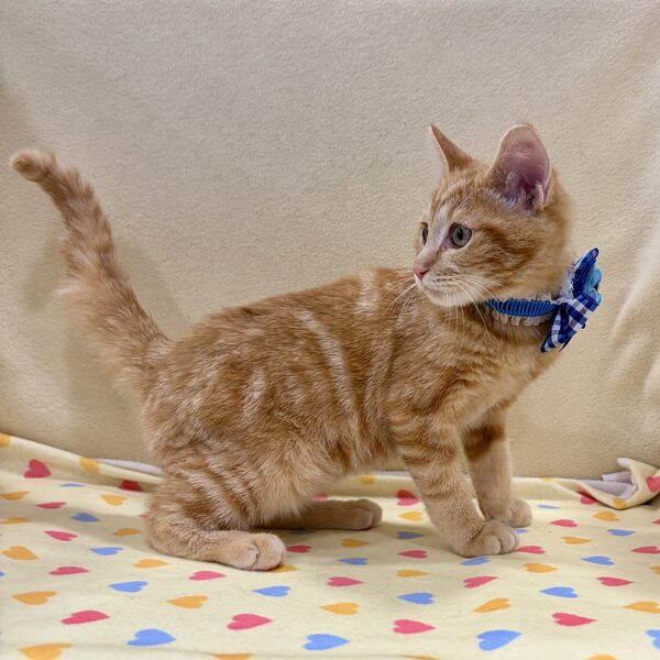 スコティッシュ・フォールド - 画像 (4)