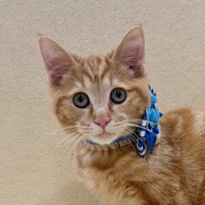 スコティッシュ・フォールド