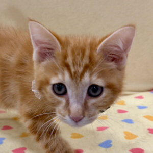 スコティッシュ・フォールド