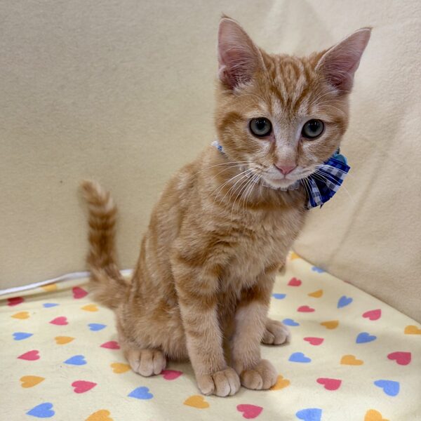 スコティッシュ・フォールド - 画像 (2)