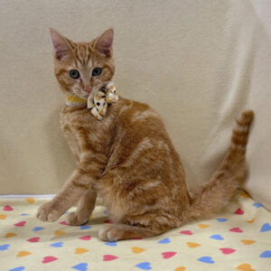 Alternative view of スコティッシュ・フォールド