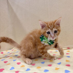 Alternative view of スコティッシュ・フォールド