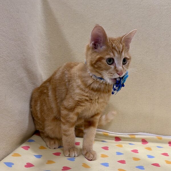 スコティッシュ・フォールド - 画像 (5)