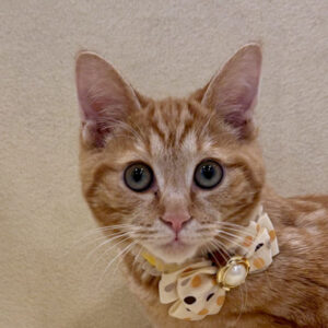 スコティッシュ・フォールド