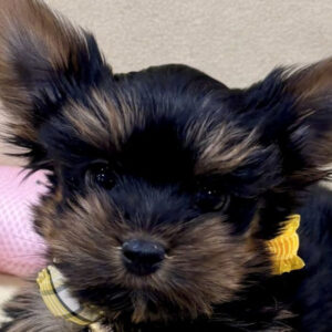 ヨークシャー・テリア