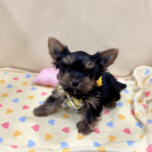 Alternative view of ヨークシャー・テリア