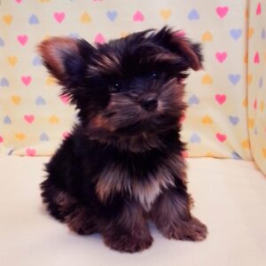 Alternative view of ヨークシャー・テリア