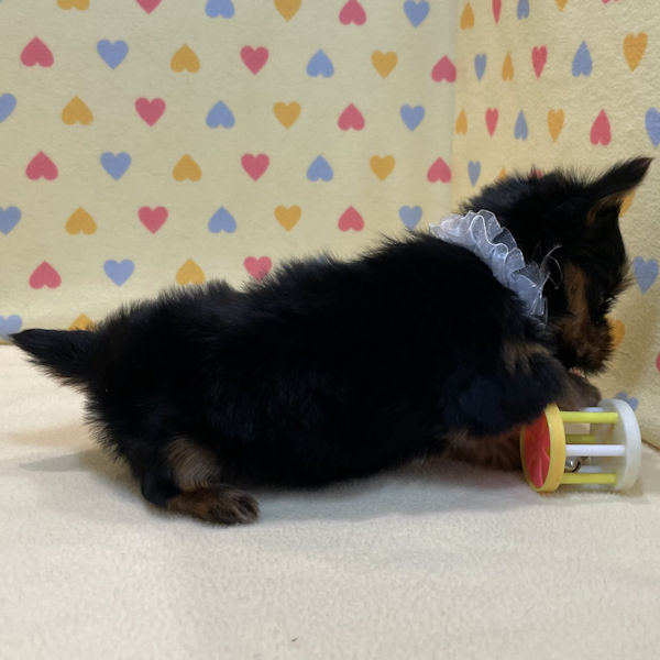 ヨークシャー・テリア - 画像 (4)