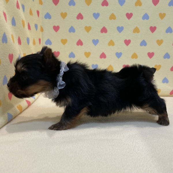 ヨークシャー・テリア - 画像 (5)