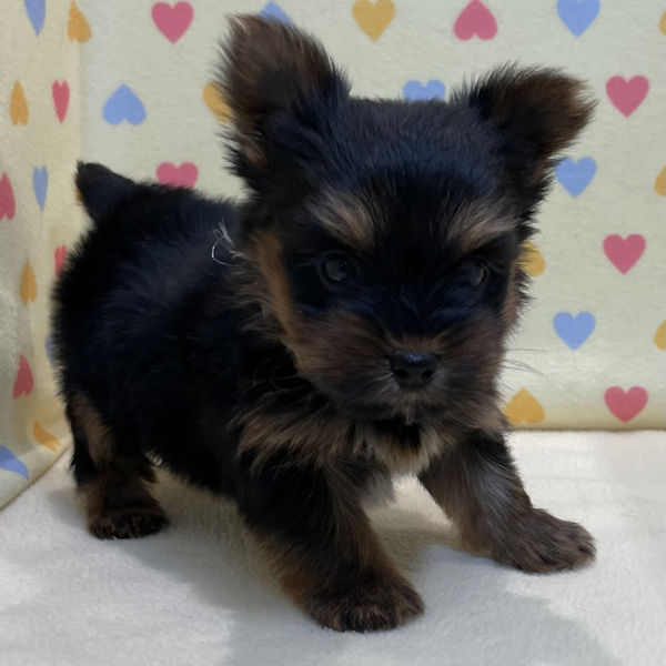 ヨークシャー・テリア - 画像 (3)