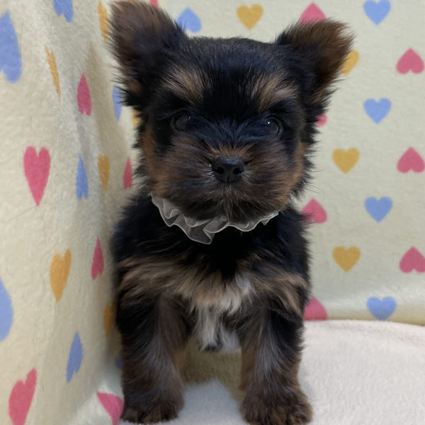 ヨークシャー・テリア - 画像 (2)