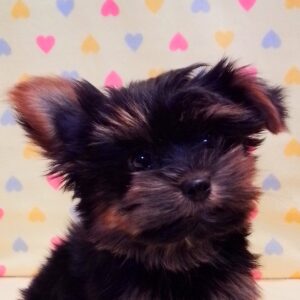 ヨークシャー・テリア