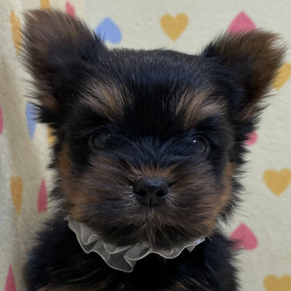 ヨークシャー・テリア