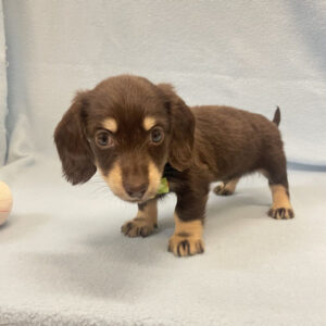 Alternative view of ミニチュア・ダックスフンド(ロングヘアード)