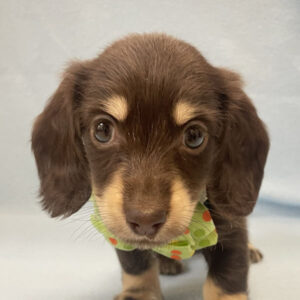 ミニチュア・ダックスフンド(ロングヘアード)