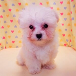 Alternative view of マルチーズ