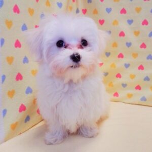 Alternative view of マルチーズ