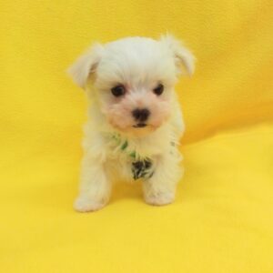 Alternative view of マルチーズ