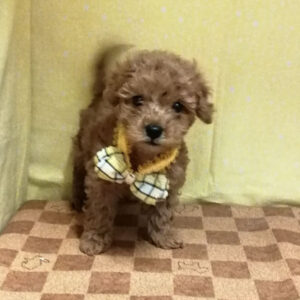 Alternative view of ミックス犬