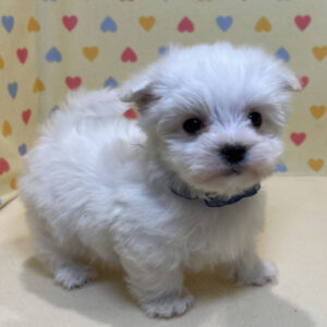 Alternative view of ミックス犬