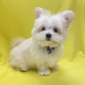 Alternative view of ミックス犬