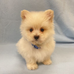 Alternative view of ミックス犬