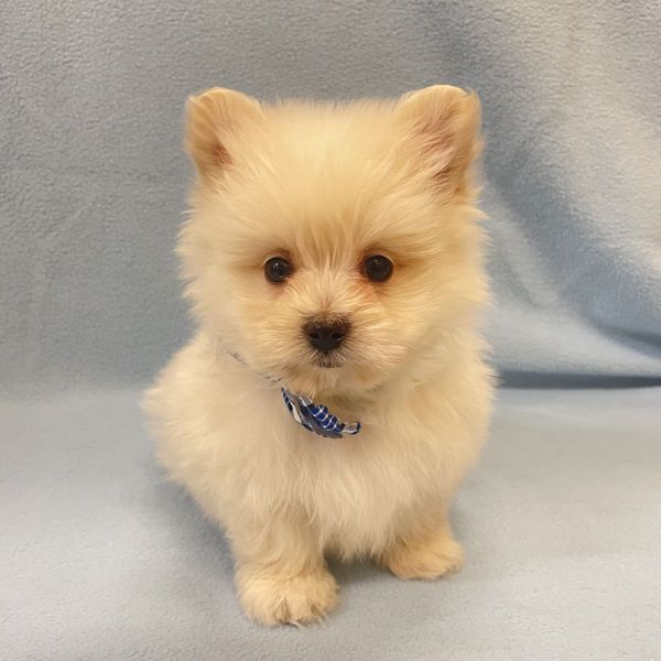 ミックス犬 - 画像 (2)