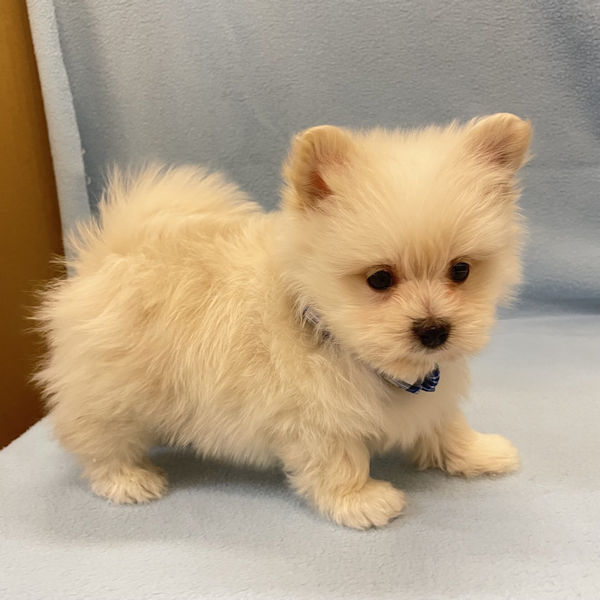 ミックス犬 - 画像 (3)