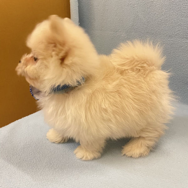 ミックス犬 - 画像 (4)