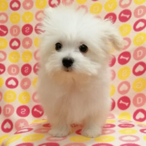 Alternative view of ミックス犬