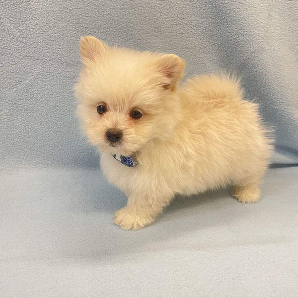 ミックス犬 - 画像 (5)