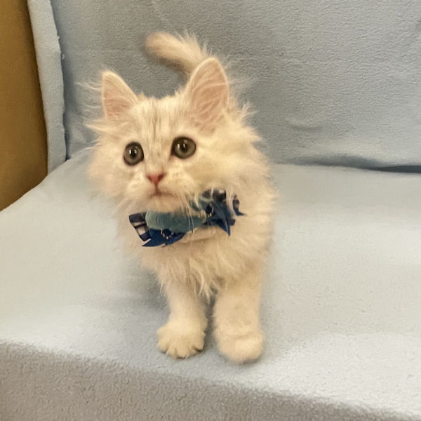 ミヌエット - 画像 (3)