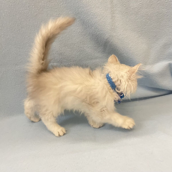 ミヌエット - 画像 (4)