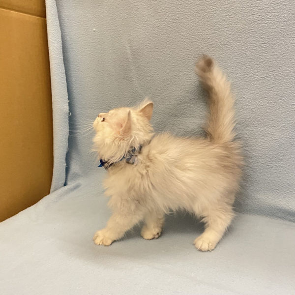 ミヌエット - 画像 (5)