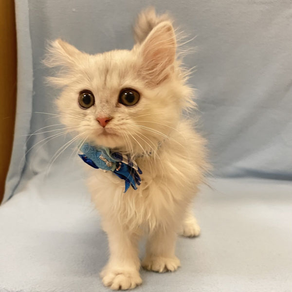 ミヌエット - 画像 (2)