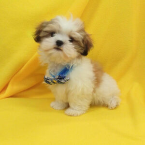 Alternative view of ミックス犬