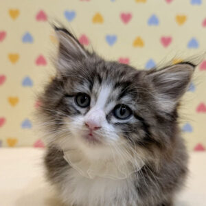 ノルウェージャン・フォレスト・キャット